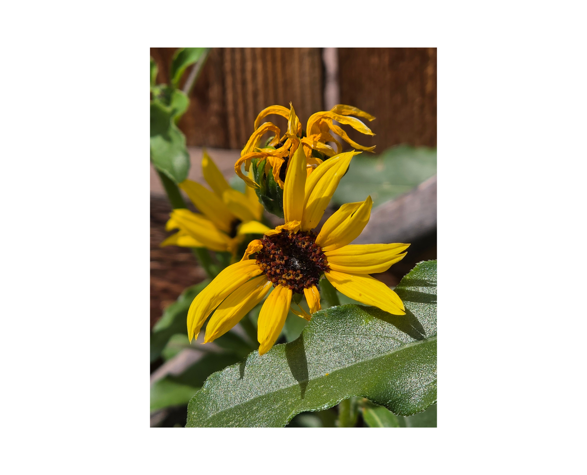 Sunflower A Wall Art Print - 8" x 10" Print – Lightweight Aluminum metal surface, Gallery-Style, Scratch Resistant