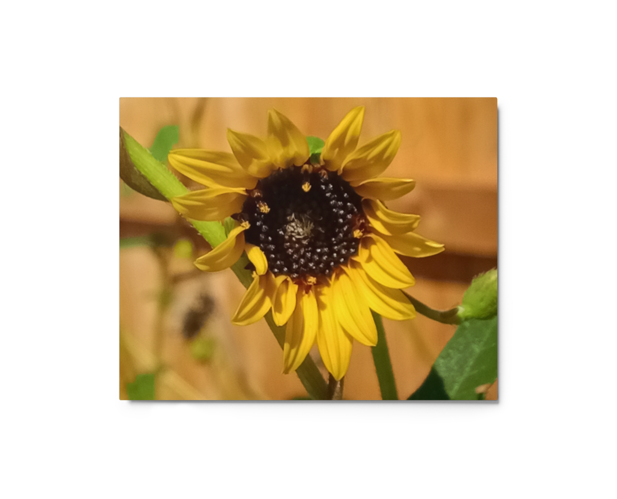 Sunflower E Wall Art Print - 8" x 10" Print – Lightweight Aluminum metal surface, Gallery-Style, Scratch Resistant