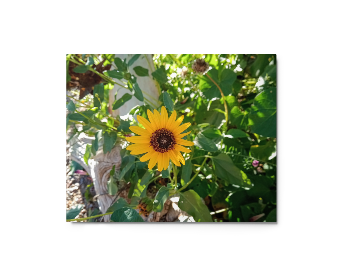 Sunflower J Wall Art Print - 8" x 10" Print – Lightweight Aluminum metal surface, Gallery-Style, Scratch Resistant