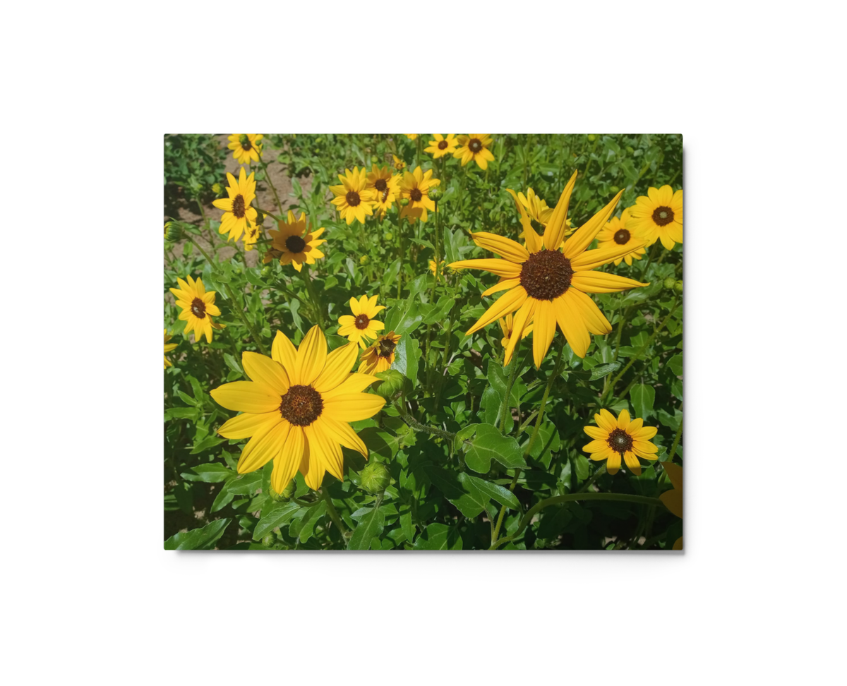 Sunflower Y Wall Art Print - 8" x 10" Print – Lightweight Aluminum metal surface, Gallery-Style, Scratch Resistant