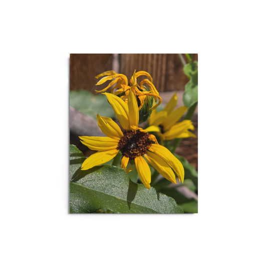 Sunflower A Metal Wall Art Print – 8" x 10" – Aluminum, Gallery-Style, Scratch Resistant