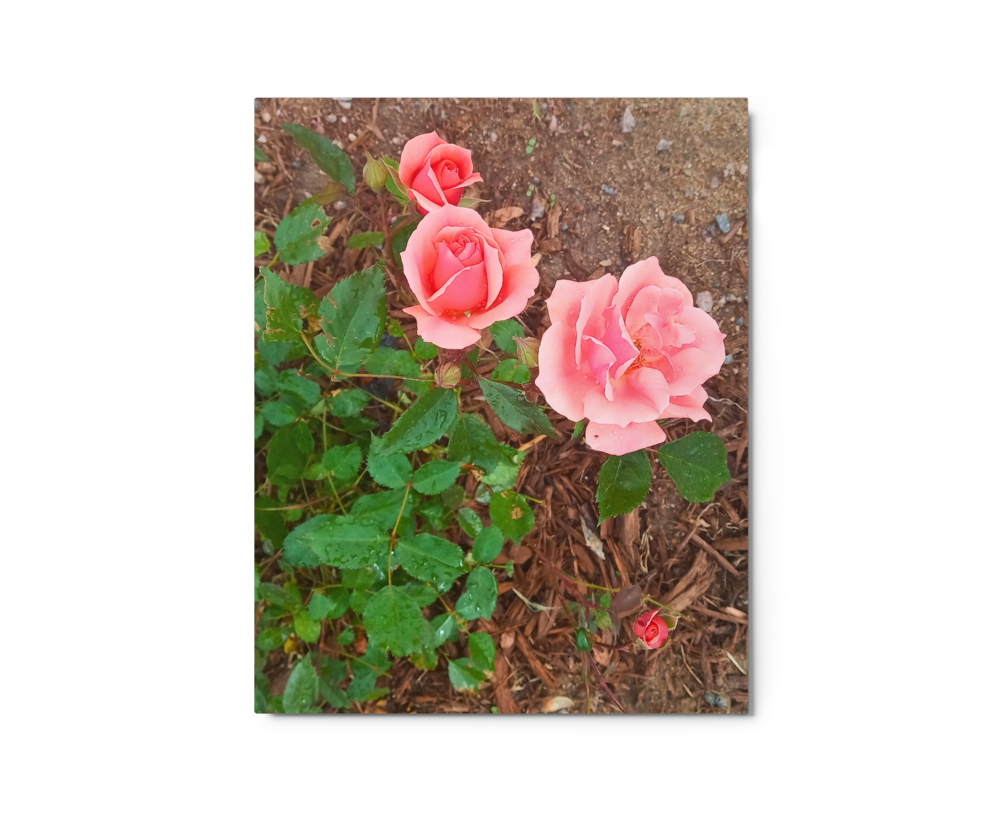 Pink Garden Roses Metal Print – 8" x 10"