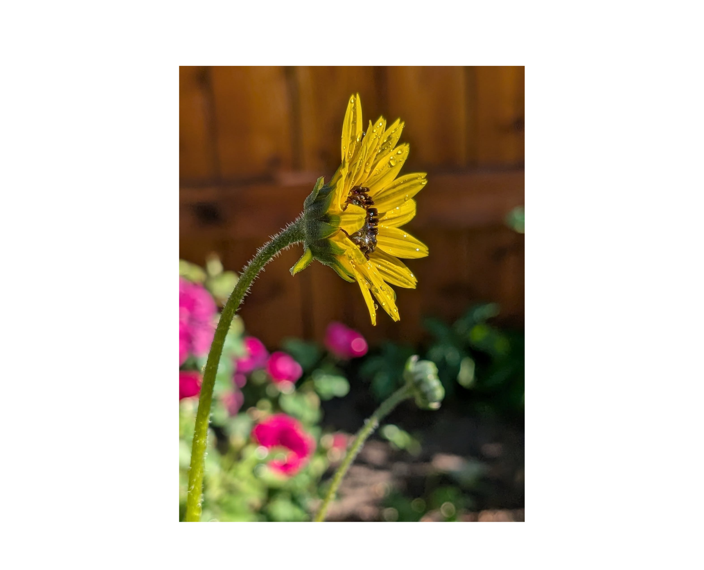 Sunflower B Metal Print – 8" x 10"