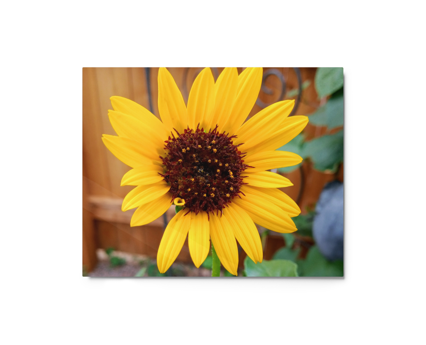 Sunflower C Metal Wall Art Print – 10" x 8" – Aluminum, Gallery-Style, Scratch Resistant