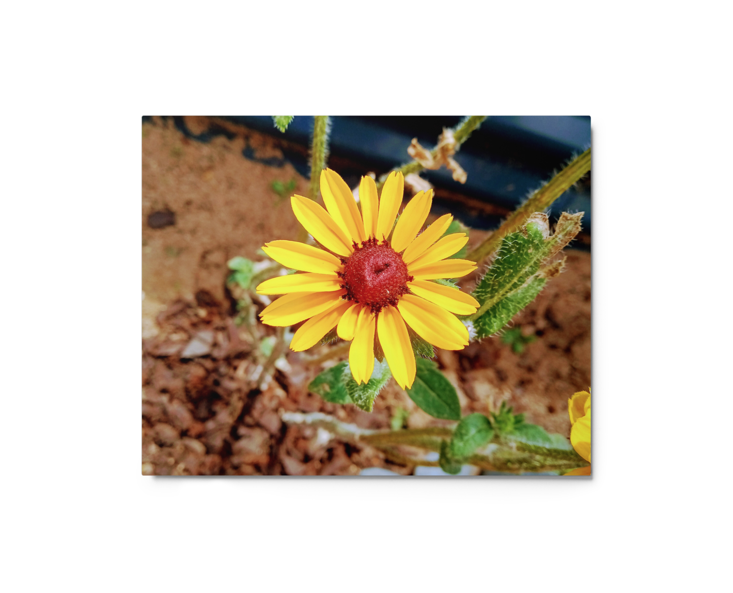 Sunflower D Metal Wall Art Print – 10" x 8" – Aluminum, Gallery-Style, Scratch Resistant