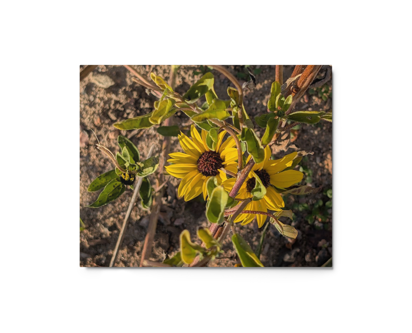 Sunflower G Metal Wall Art Print – 8" x 10" – Aluminum, Gallery-Style, Scratch Resistant