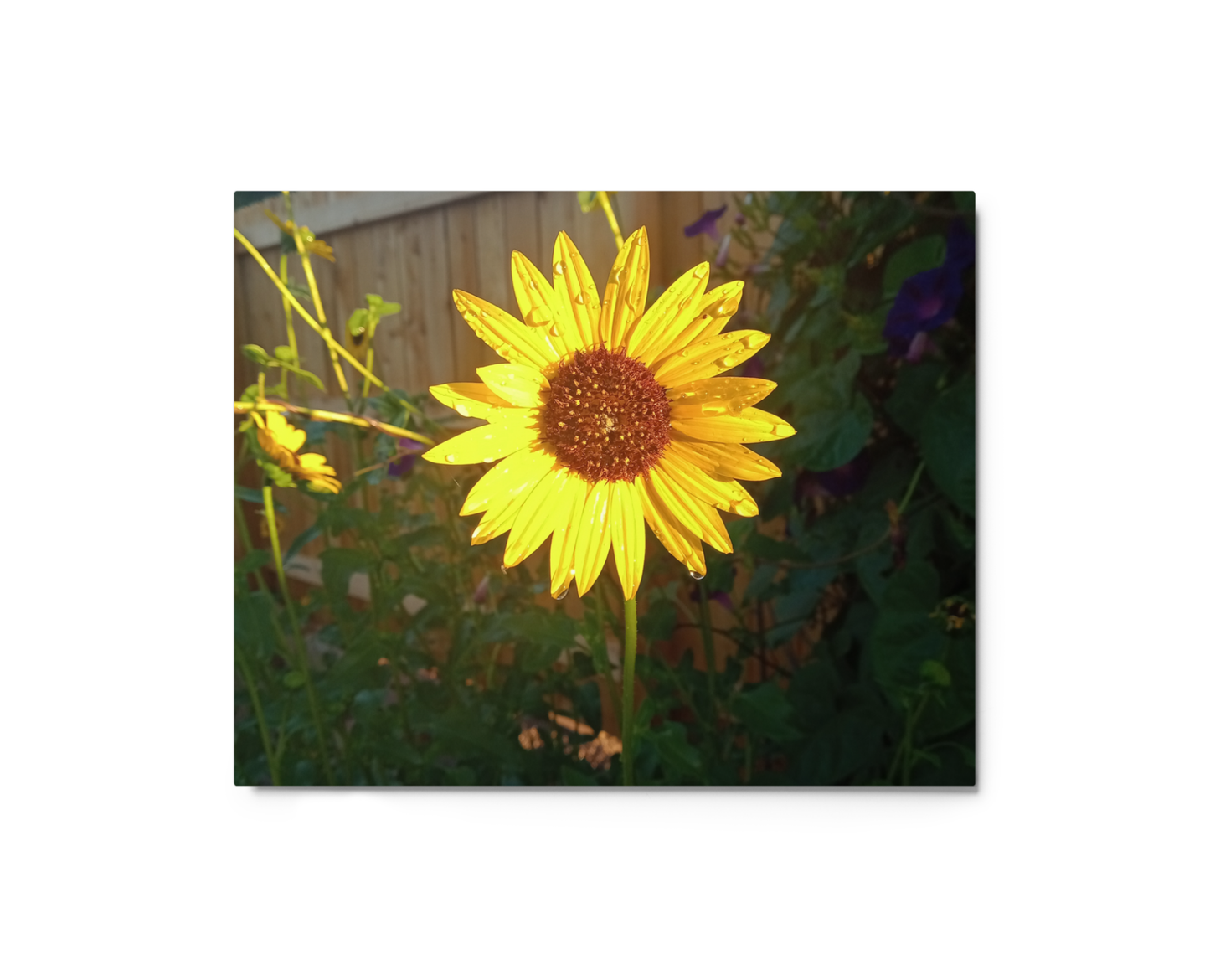 Sunflower H Metal Wall Art Print – 8" x 10" – Aluminum, Gallery-Style, Scratch Resistant