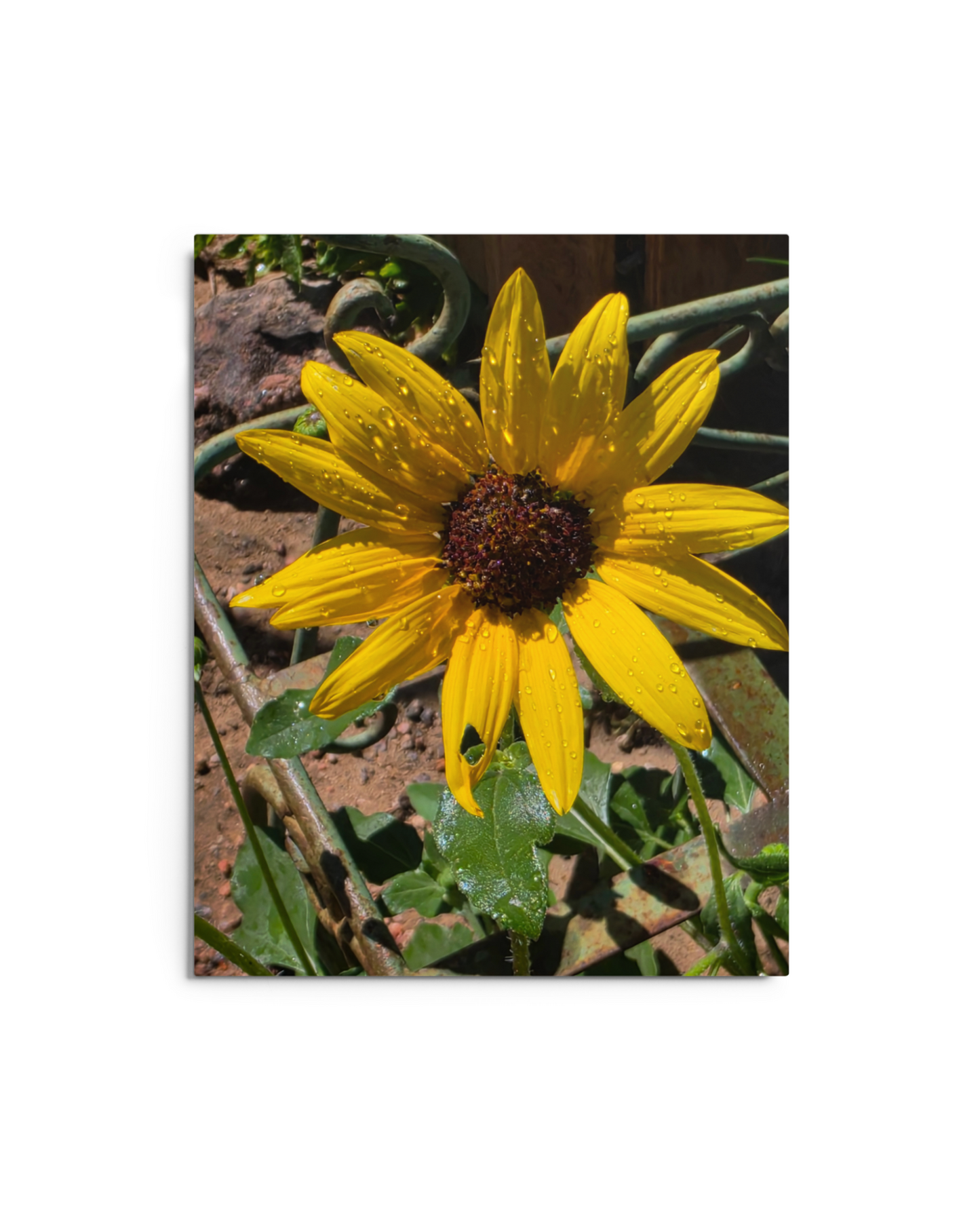 Sunflower I Metal Wall Art Print – 8" x 10" – Aluminum, Gallery-Style, Scratch Resistant