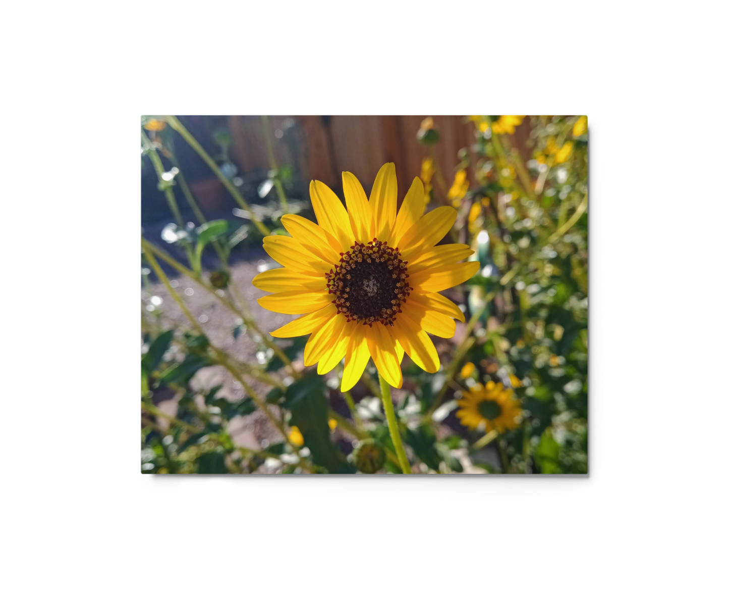 Sunflower K Metal Wall Art Print – 10" x 8"– Aluminum, Gallery-Style, Scratch Resistant