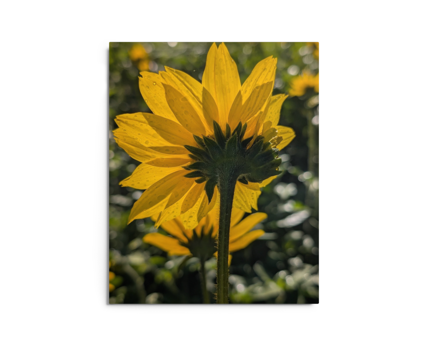 Sunflower L Metal Wall Art Print – 8" x 10" – Aluminum, Gallery-Style, Scratch Resistant