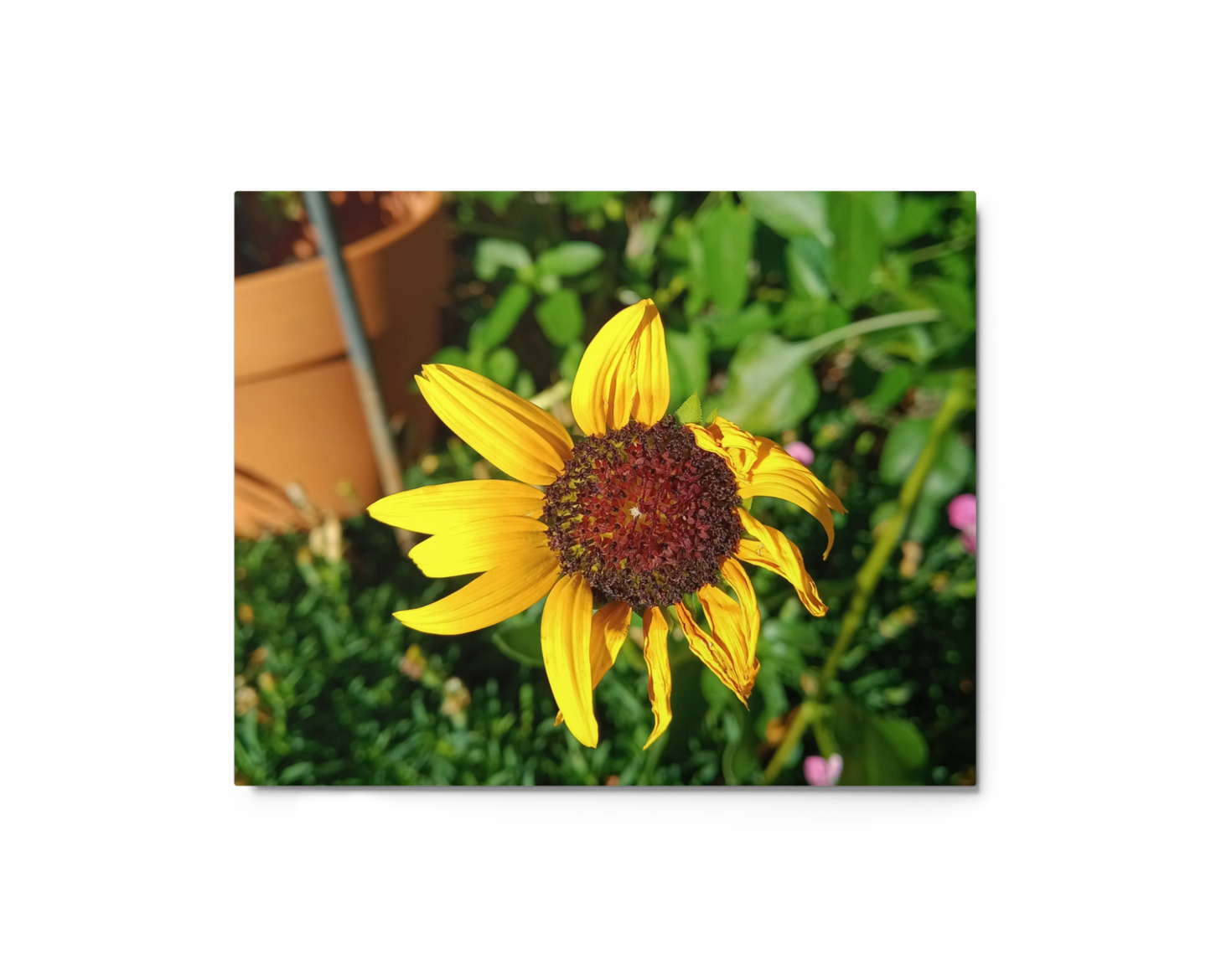 Sunflower M Metal Wall Art Print – 10" x 8" – Aluminum, Gallery-Style, Scratch Resistant