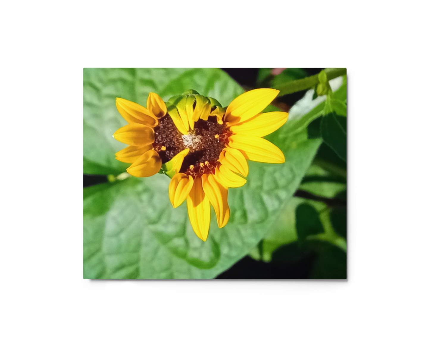 Sunflower N Metal Wall Art Print – 8" x 10" – Aluminum, Gallery-Style, Scratch Resistant