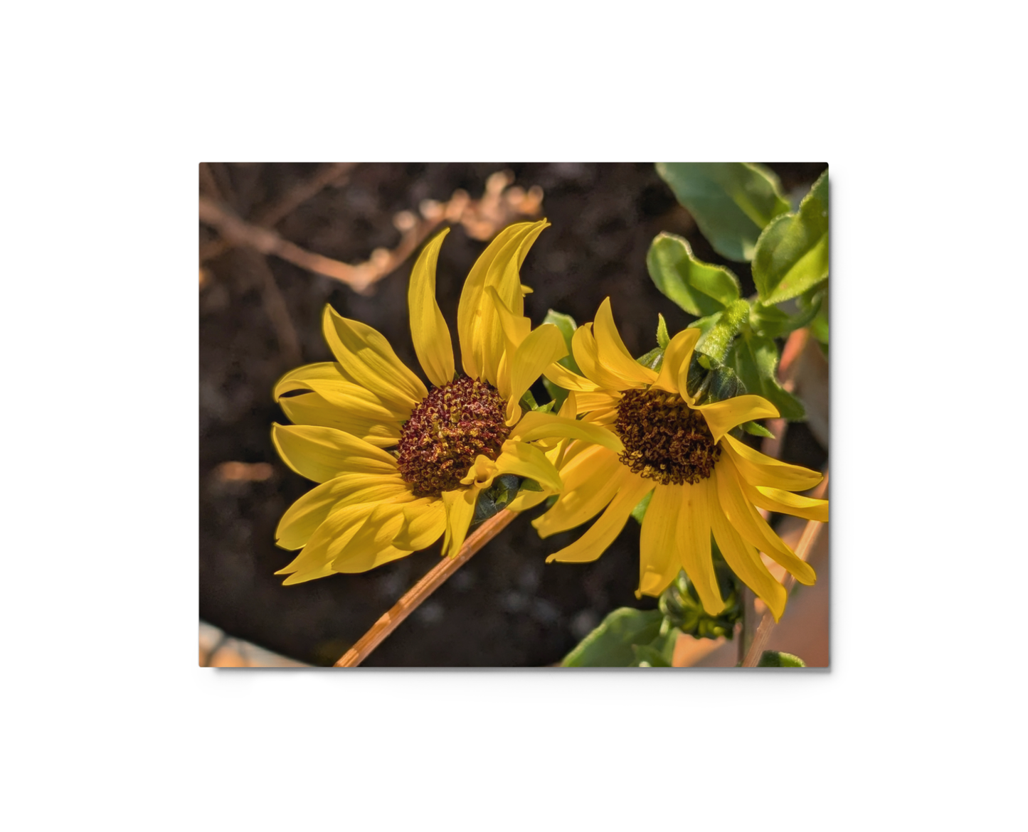 Sunflower F Metal Wall Art Print – 8" x 10" – Aluminum, Gallery-Style, Scratch Resistant