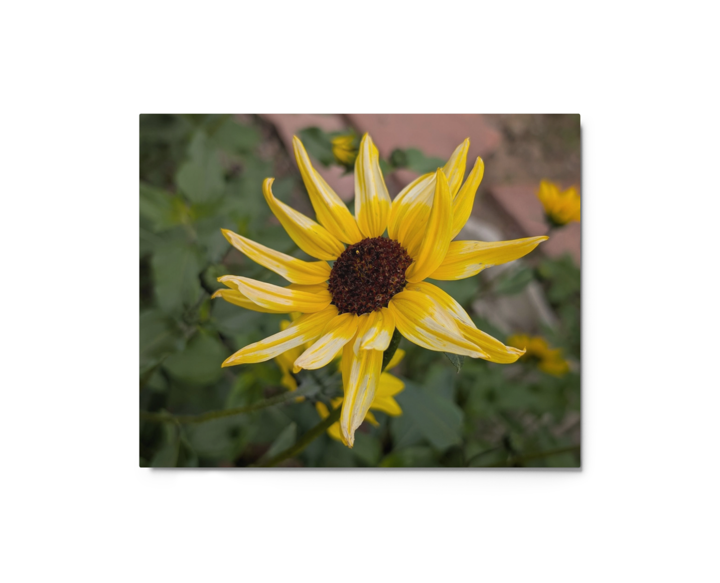 Sunflower T Metal Wall Art Print – 8" x 10" – Aluminum, Gallery-Style, Scratch Resistant