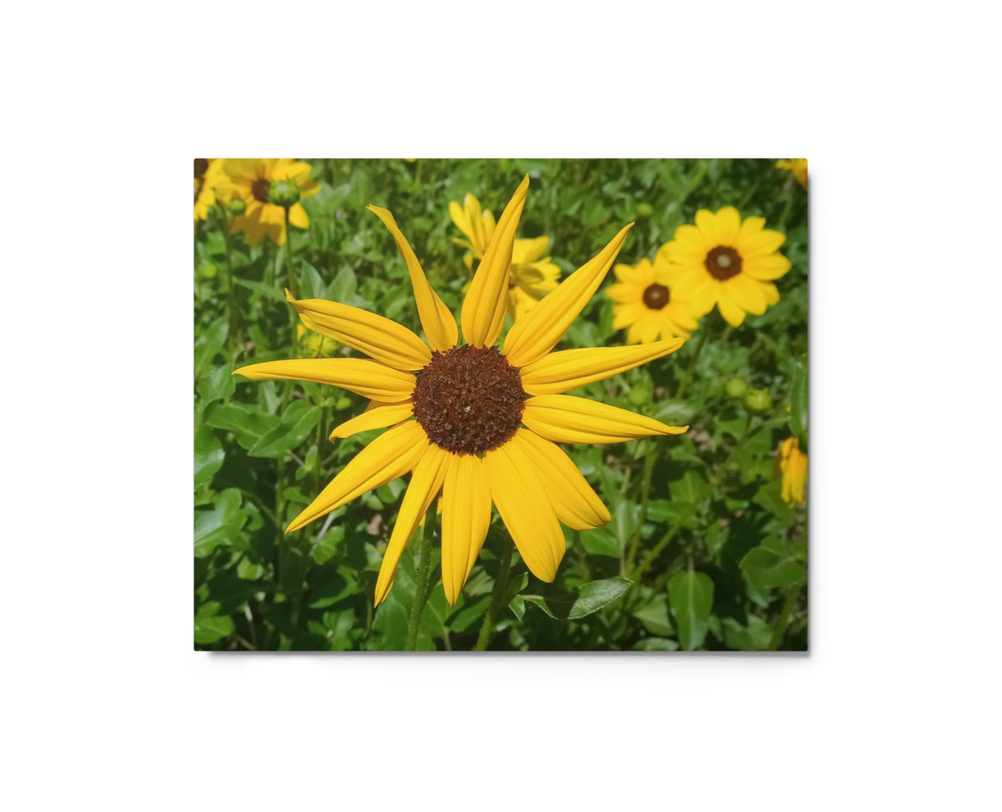 Sunflower V Metal Wall Art Print – 8" x 10" – Aluminum, Gallery-Style, Scratch Resistant