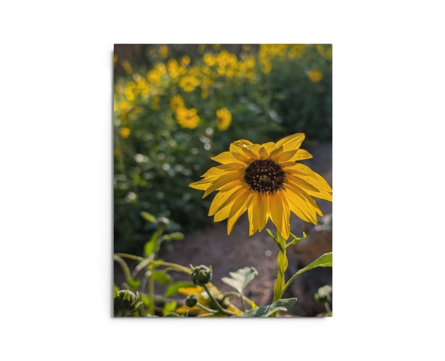 Sunflower W Metal Wall Art Print – 8" x 10" – Aluminum, Gallery-Style, Scratch Resistant