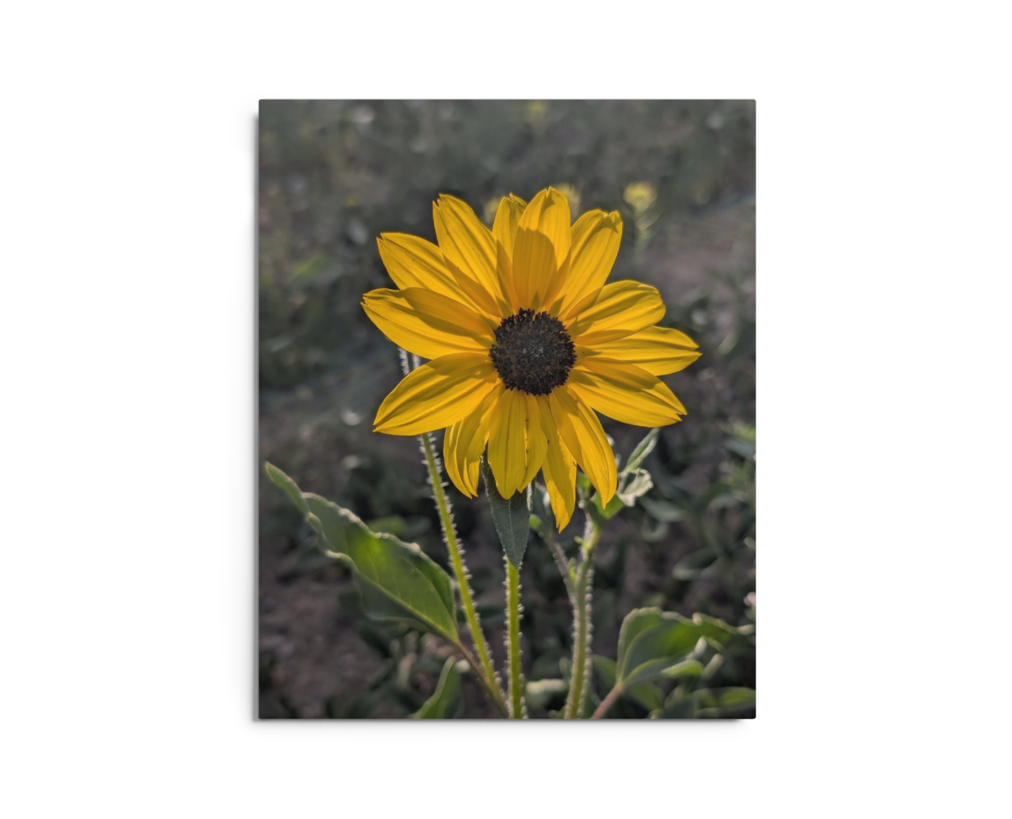 Sunflower X Metal Wall Art Print – 8" x 10" – Aluminum, Gallery-Style, Scratch Resistant
