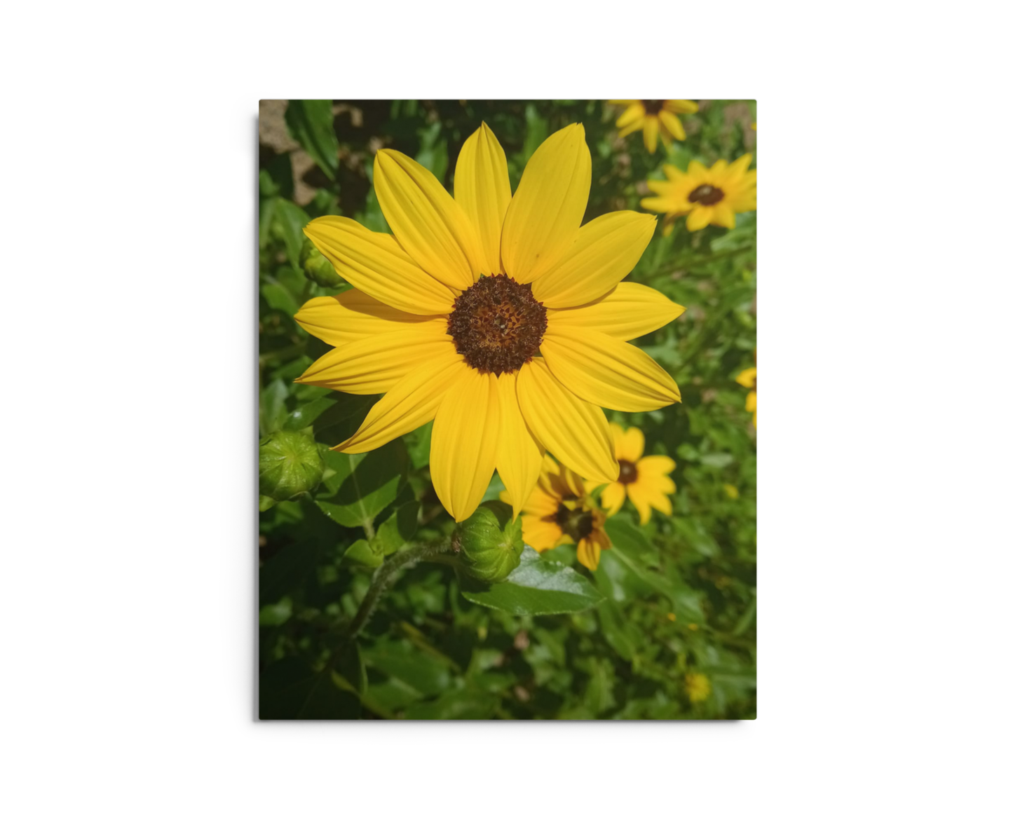 Sunflower Z Metal Wall Art Print – 8" x 10" – Aluminum, Gallery-Style, Scratch Resistant