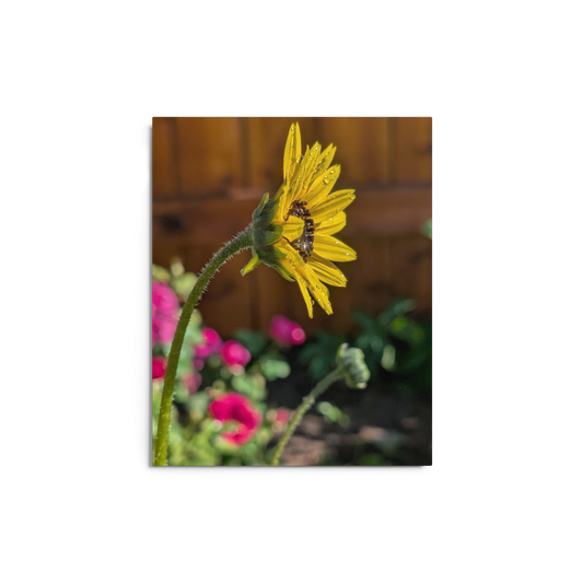Sunflower B Metal Print – 8" x 10"