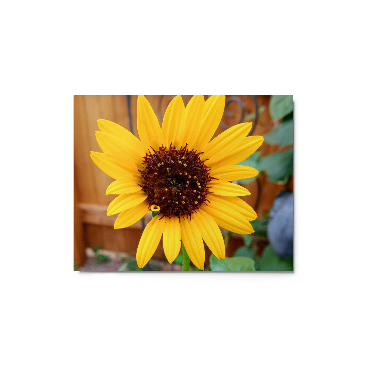 Close-up of a bright yellow sunflower with a blurred background