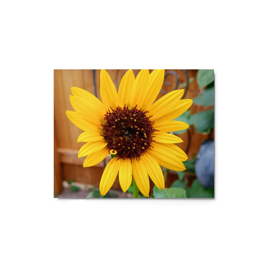 Close-up of a bright yellow sunflower with a blurred background