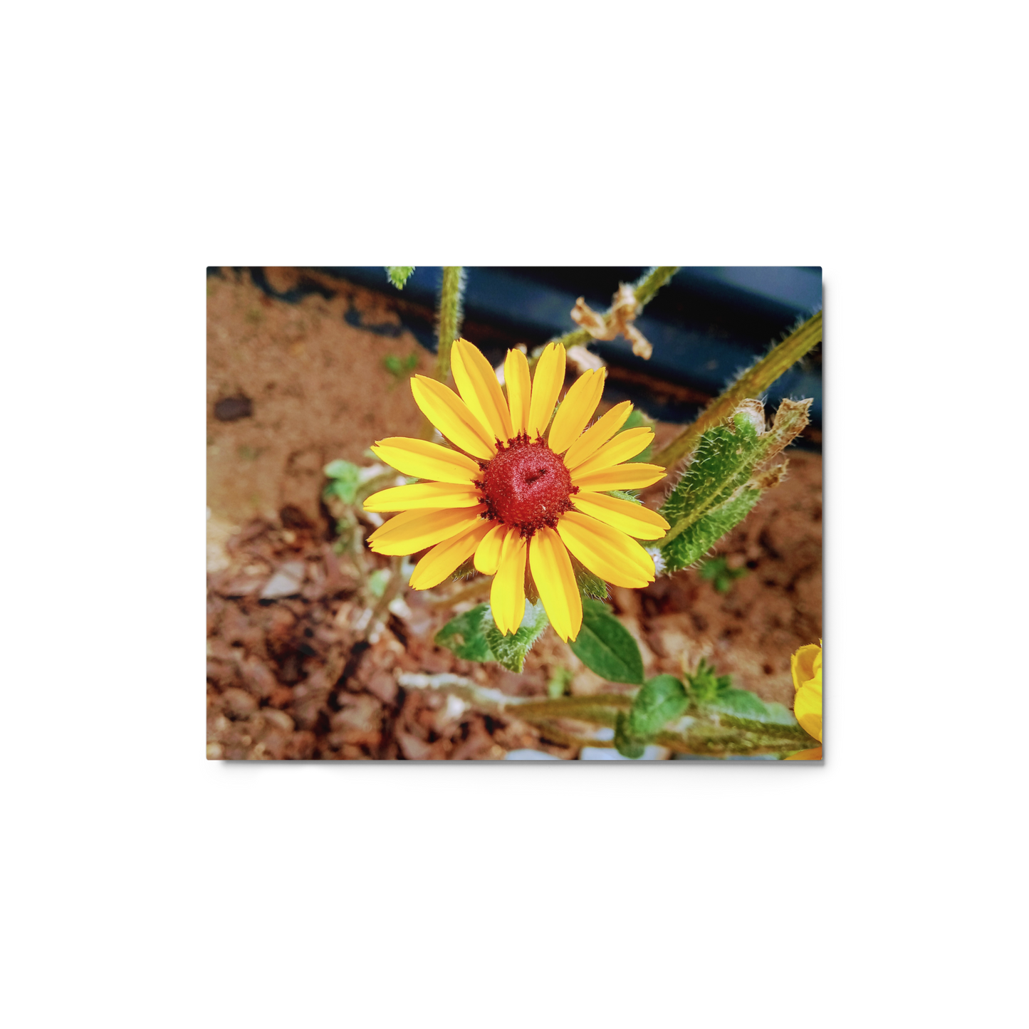 Sunflower D Metal Wall Art Print – 10" x 8" – Aluminum, Gallery-Style, Scratch Resistant
