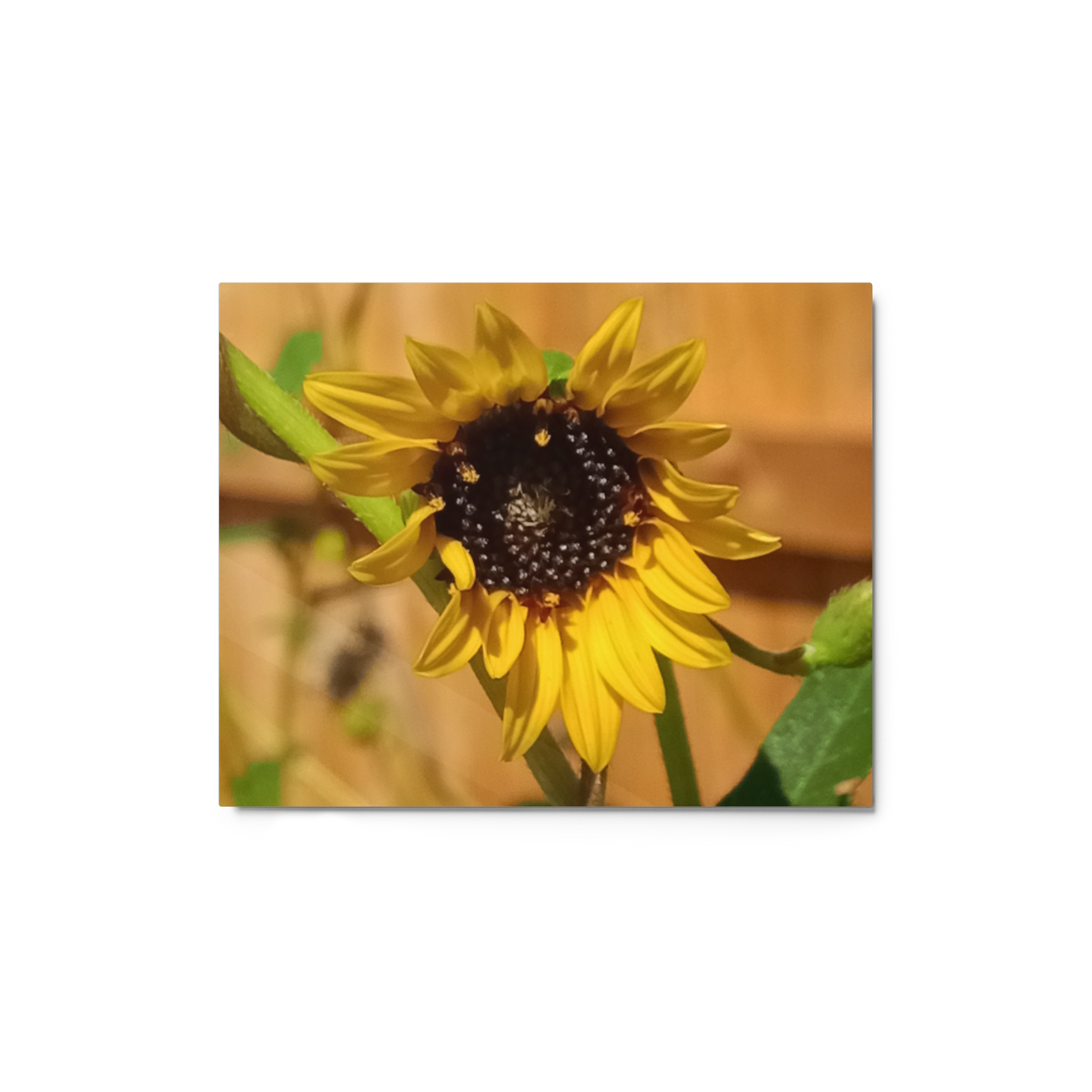 Sunflower E Metal Wall Art Print – 10" x 8" – Aluminum, Gallery-Style, Scratch Resistant