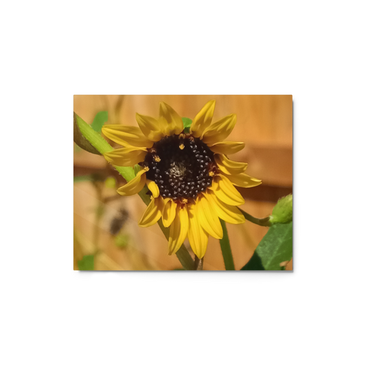 Sunflower E Metal Wall Art Print – 10" x 8" – Aluminum, Gallery-Style, Scratch Resistant