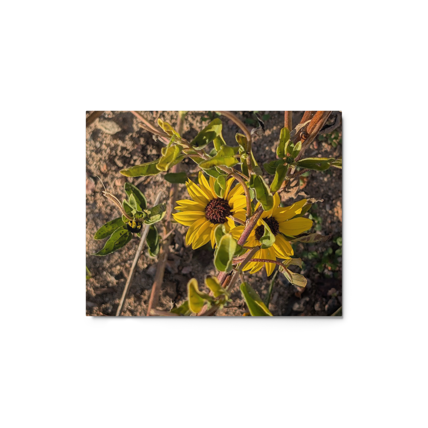 Sunflower G Metal Wall Art Print – 8" x 10" – Aluminum, Gallery-Style, Scratch Resistant