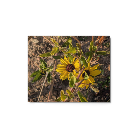 Sunflower G Metal Wall Art Print – 8" x 10" – Aluminum, Gallery-Style, Scratch Resistant