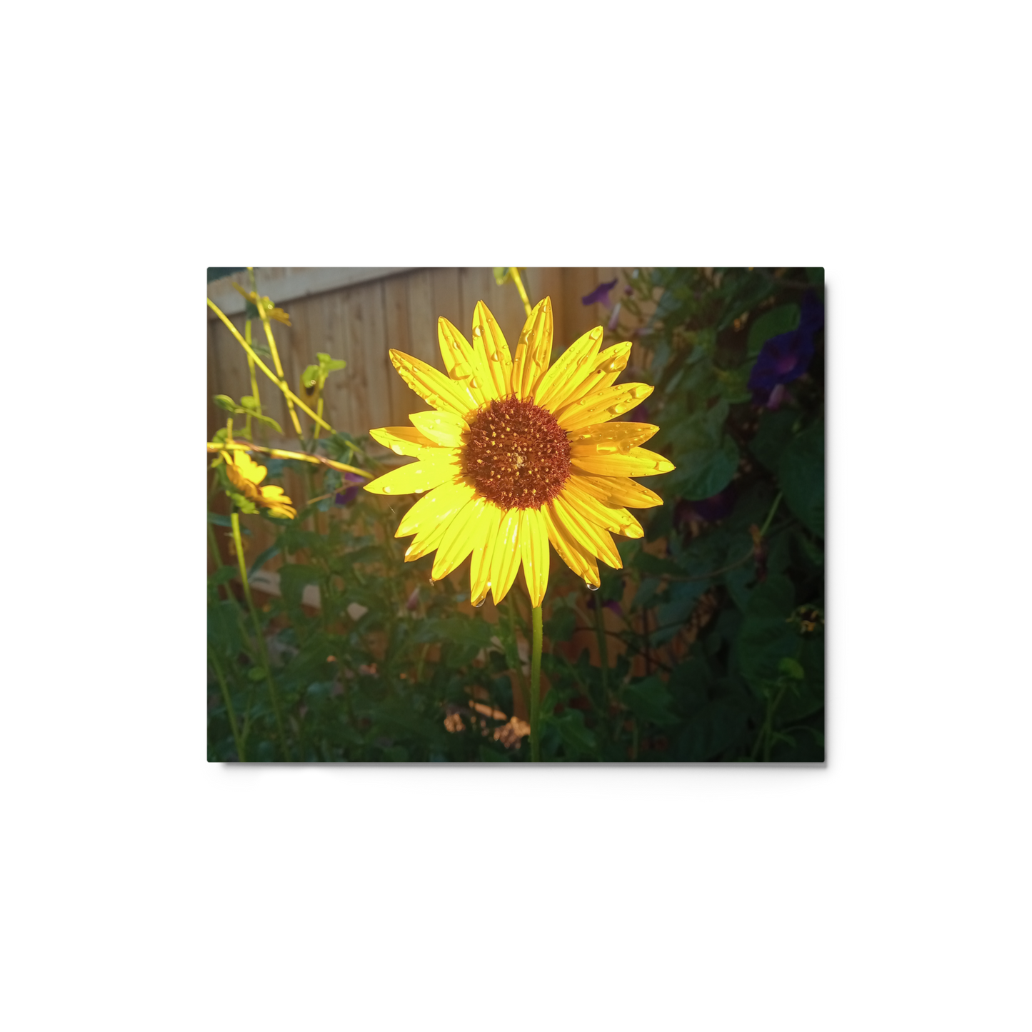 Sunflower H Metal Wall Art Print – 8" x 10" – Aluminum, Gallery-Style, Scratch Resistant