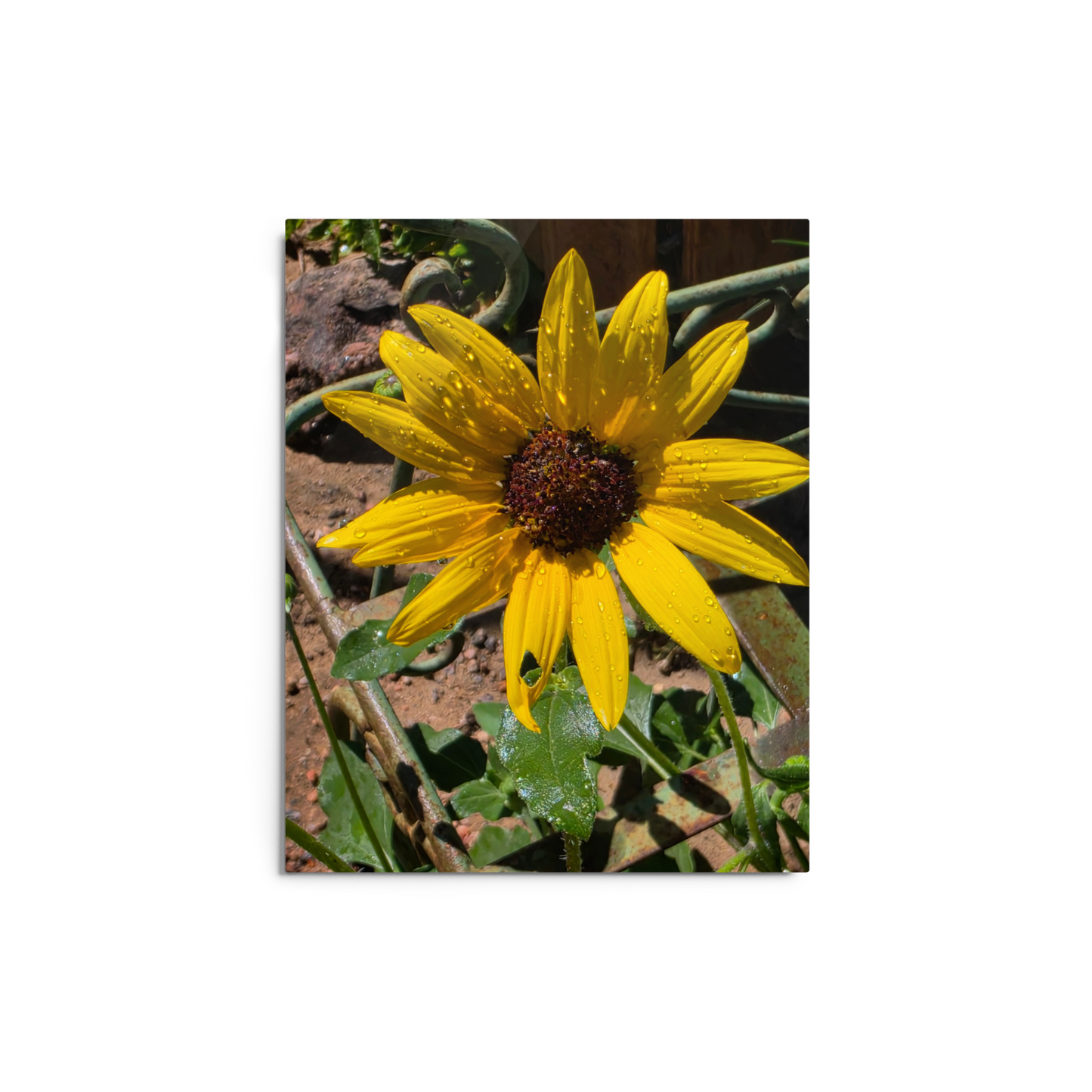 Sunflower I Metal Wall Art Print – 8" x 10" – Aluminum, Gallery-Style, Scratch Resistant