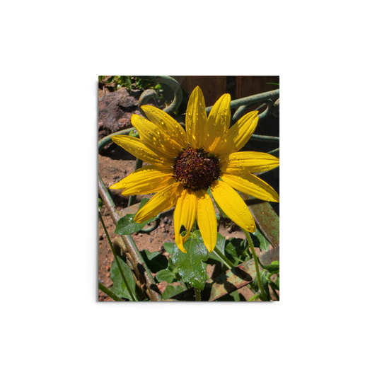 Sunflower I Metal Wall Art Print – 8" x 10" – Aluminum, Gallery-Style, Scratch Resistant