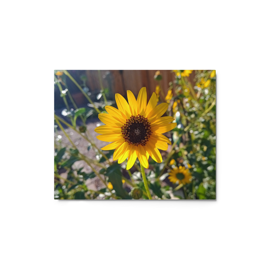 Sunflower K Metal Wall Art Print – 10" x 8"– Aluminum, Gallery-Style, Scratch Resistant