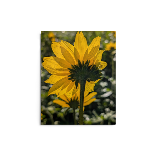 Sunflower L Metal Wall Art Print – 8" x 10" – Aluminum, Gallery-Style, Scratch Resistant