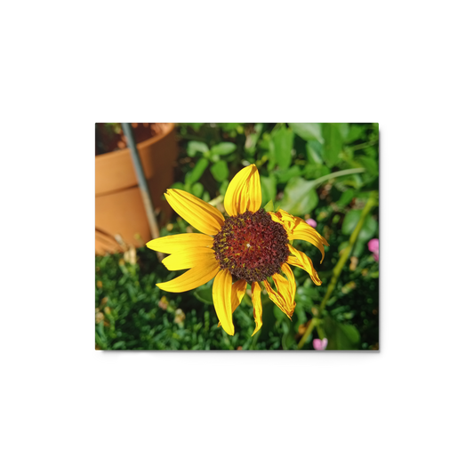 Sunflower M Metal Wall Art Print – 10" x 8" – Aluminum, Gallery-Style, Scratch Resistant