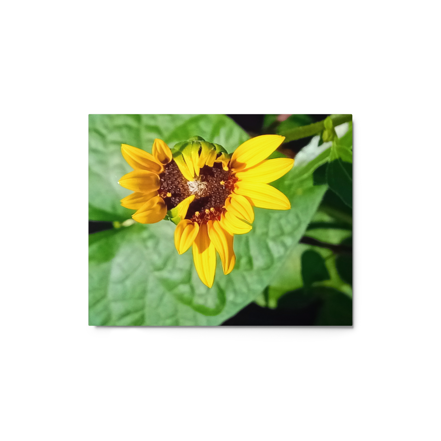 Sunflower N Metal Wall Art Print – 8" x 10" – Aluminum, Gallery-Style, Scratch Resistant