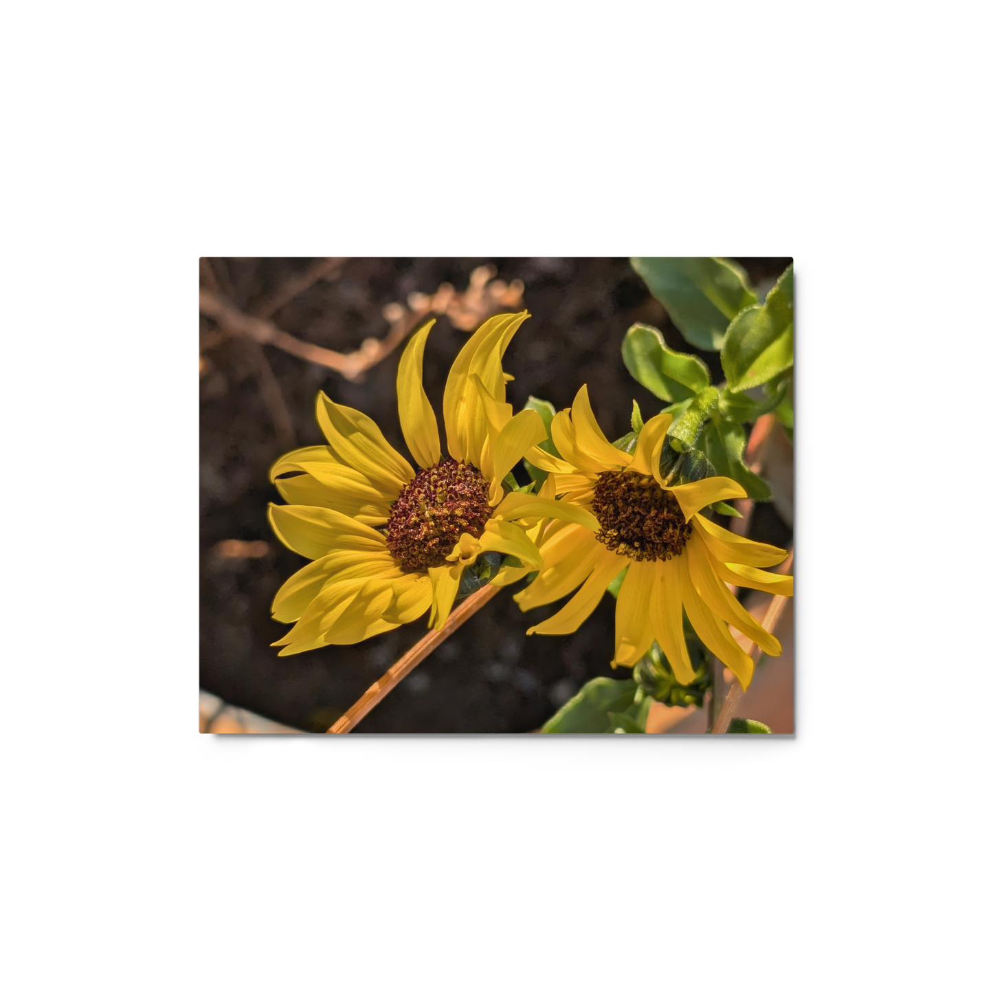 Sunflower F Metal Wall Art Print – 8" x 10" – Aluminum, Gallery-Style, Scratch Resistant