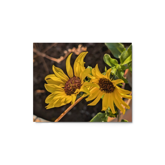 Sunflower F Metal Wall Art Print – 8" x 10" – Aluminum, Gallery-Style, Scratch Resistant