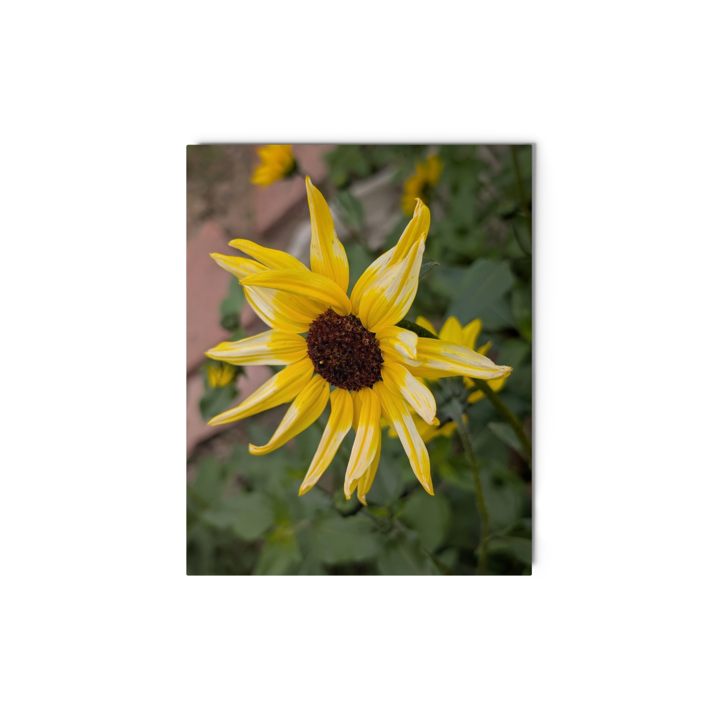 Sunflower T Metal Wall Art Print – 8" x 10" – Aluminum, Gallery-Style, Scratch Resistant