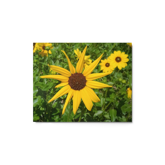 Sunflower V Metal Wall Art Print – 8" x 10" – Aluminum, Gallery-Style, Scratch Resistant