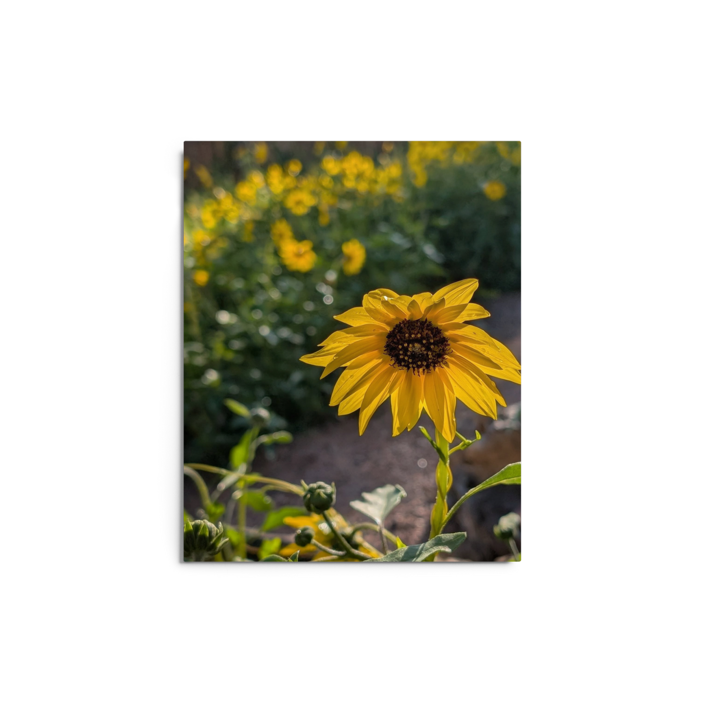 Sunflower W Metal Wall Art Print – 8" x 10" – Aluminum, Gallery-Style, Scratch Resistant