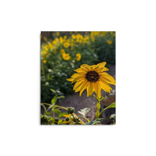 Sunflower W Metal Wall Art Print – 8" x 10" – Aluminum, Gallery-Style, Scratch Resistant