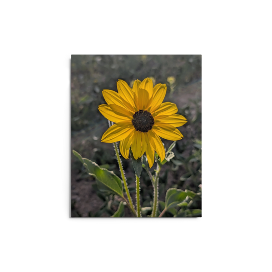 Sunflower X Metal Wall Art Print – 8" x 10" – Aluminum, Gallery-Style, Scratch Resistant