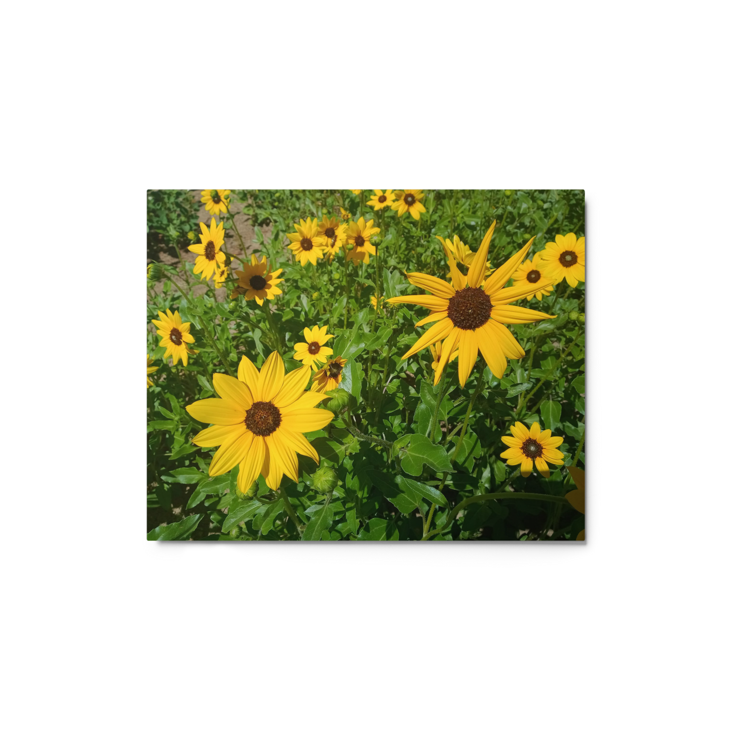 Sunflower Y Metal Wall Art Print – 8" x 10" – Aluminum, Gallery-Style, Scratch Resistant