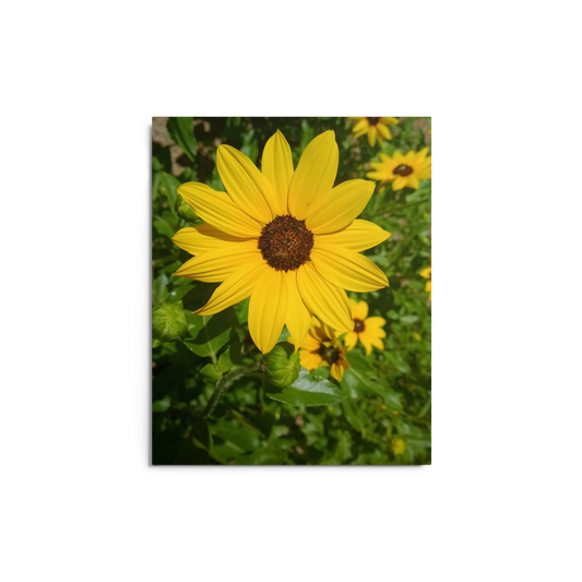 Sunflower Z Metal Wall Art Print – 8" x 10" – Aluminum, Gallery-Style, Scratch Resistant