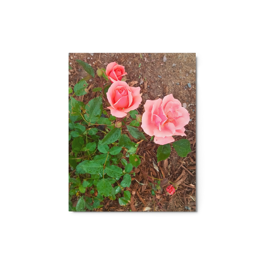 Pink Garden Roses Metal Print – 8" x 10"