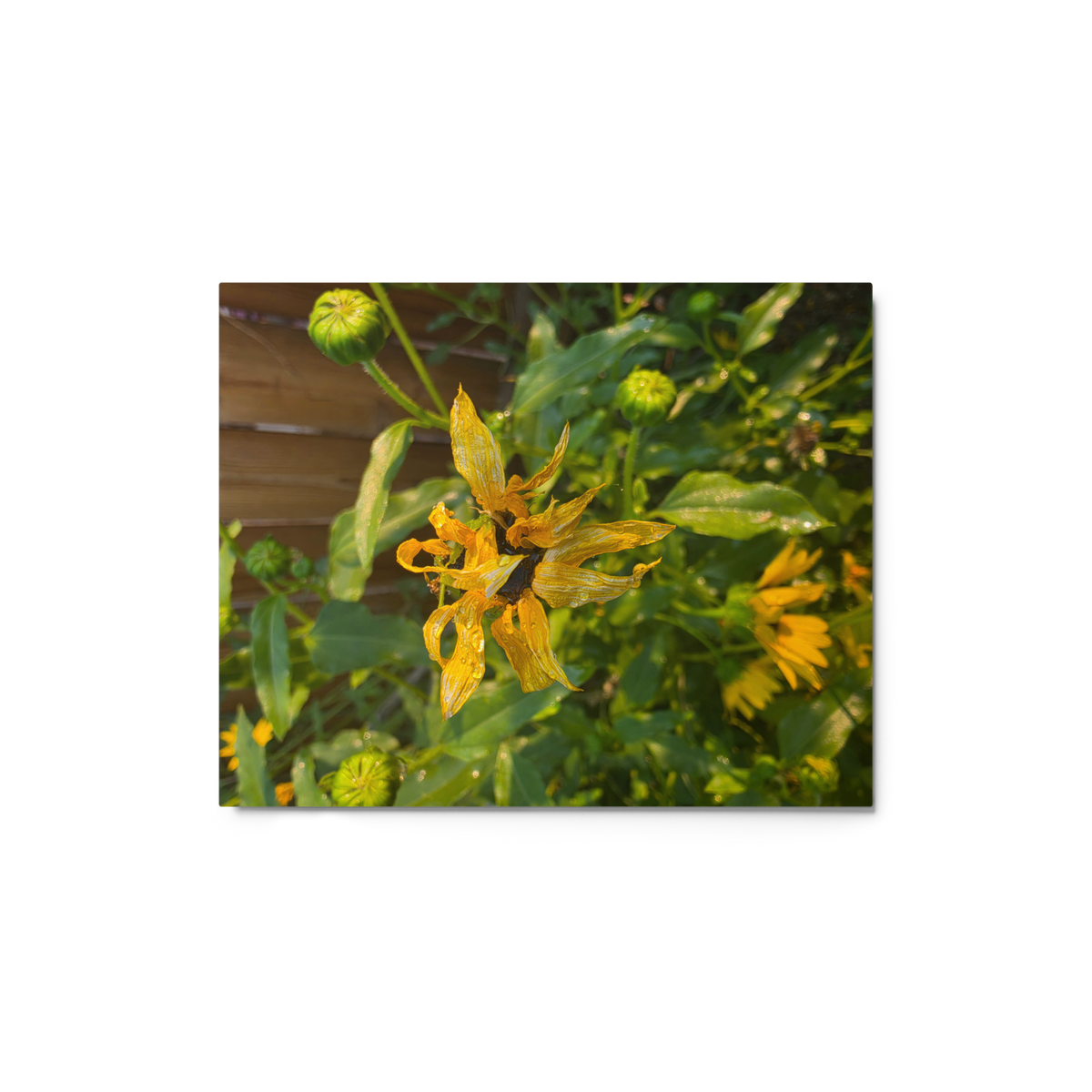Sunflower O Wall Art Print - 8" x 10" Print – Lightweight Aluminum metal surface, Gallery-Style, Scratch Resistant