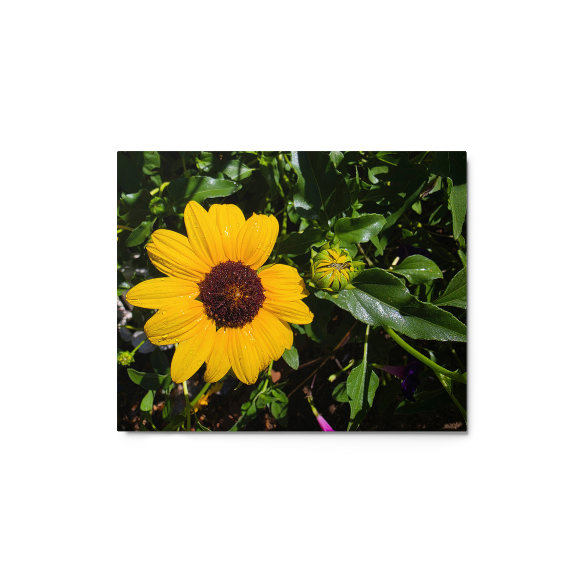 Sunflower R Wall Art Print - 8" x 10" Print – Lightweight Aluminum metal surface, Gallery-Style, Scratch Resistant
