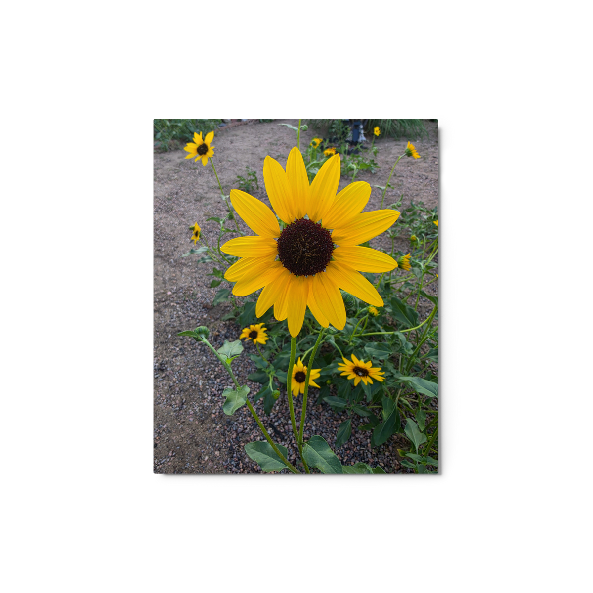 Sunflower U Wall Art Print - 8" x 10" Print – Lightweight Aluminum metal surface, Gallery-Style, Scratch Resistant